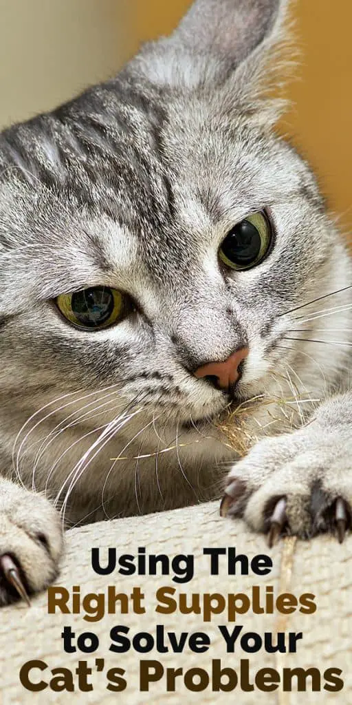 cat behavior problems and how to solve them