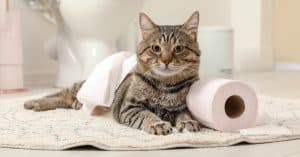 Why Does My Cat Always Follow Me to the Bathroom?