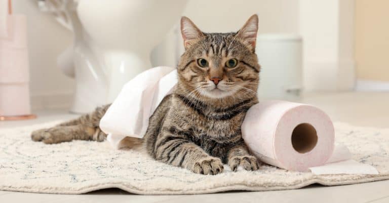 Why Does My Cat Always Follow Me to the Bathroom?