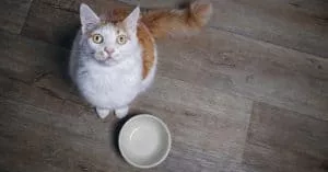The Best Automatic Feeders for Cats