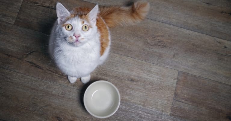 The Best Automatic Feeders for Cats