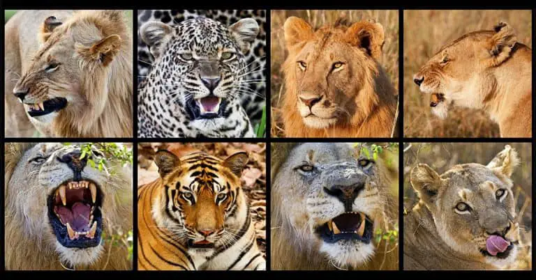 Guide to Big Cat Animal Prints