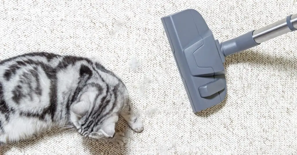 The Best Pet Hair Vacuums for Dealing With Cat Hair and Litter