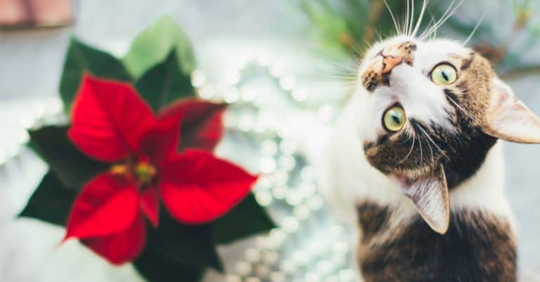5 Cat-Safe Alternatives to Popular Holiday Plants