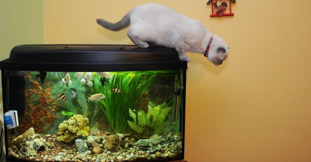 cats and fish