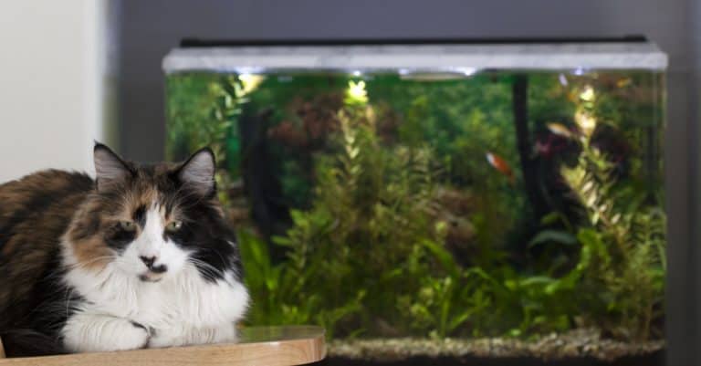 How To Safely Keep Pet Fish and Cats In The Same House