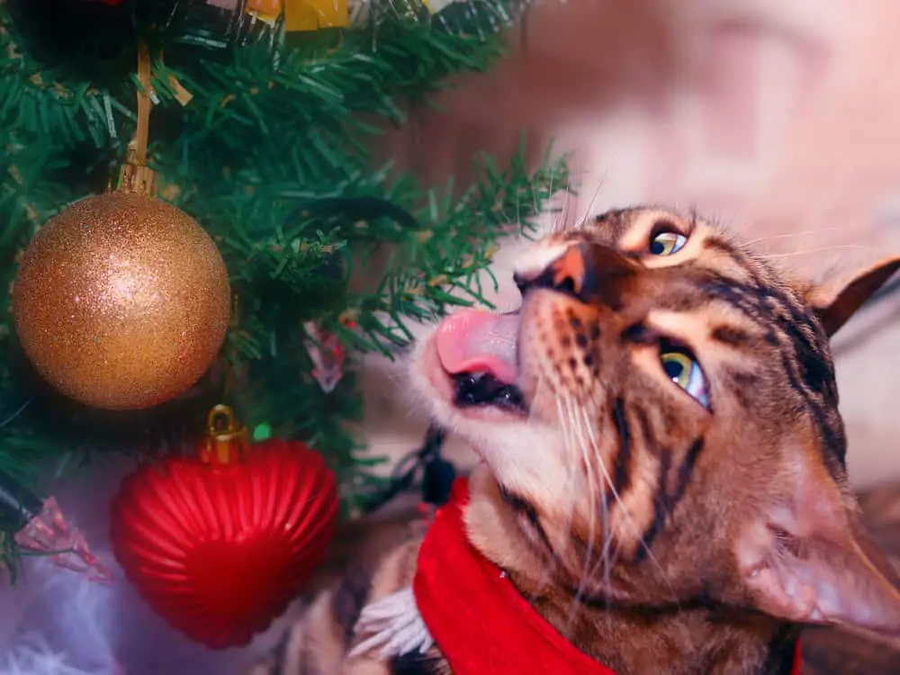 Cat destroying outlet christmas tree