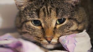 Warning: Never Feed Your Cat THIS