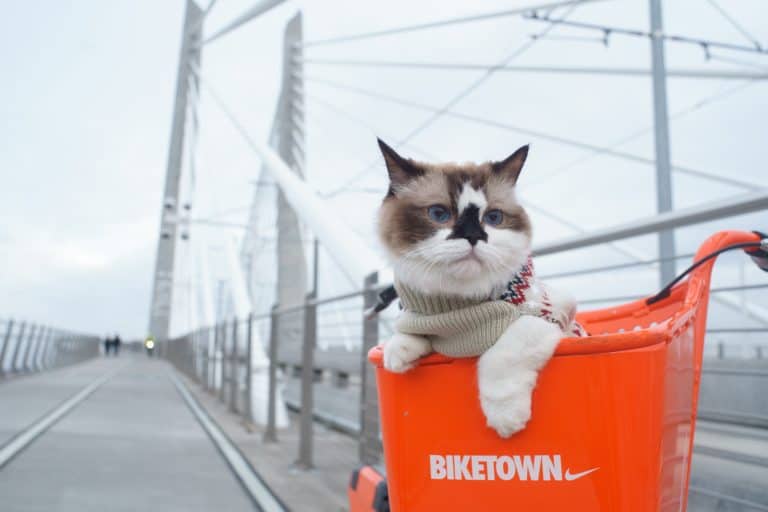 16 Pet Travel Hacks that Will Make Your Life So Much Easier