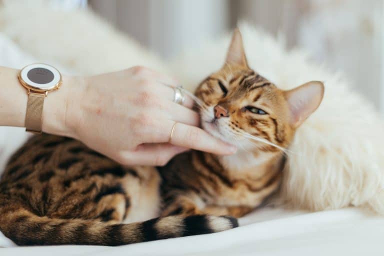 Cats and Urinary Health: Everything You Need to Know