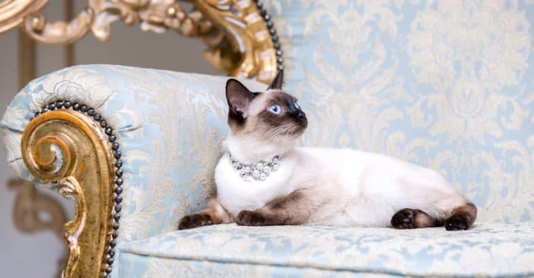5 Ways to Spoil Your Cat
