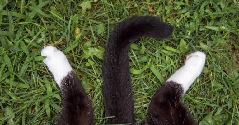 Your Cat’s Tail Says a Lot. Here’s How to Read It!