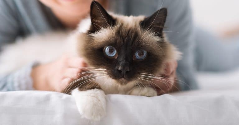 5 Responsibilities You Have to Your Cat