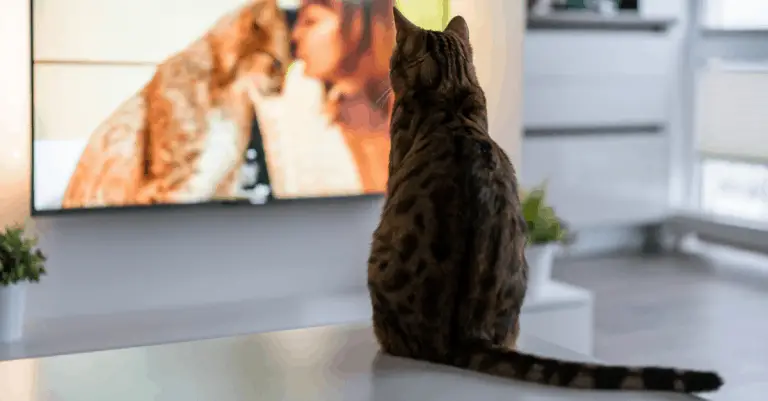 Cat TV! Free Videos for Cats Now Streaming on Amazon Prime
