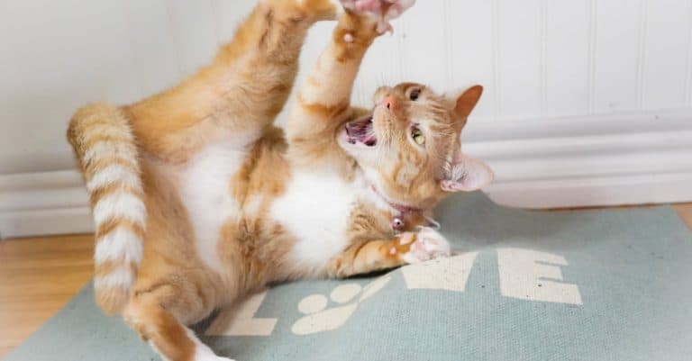 5 Alternatives for Cats Who Hate Catnip