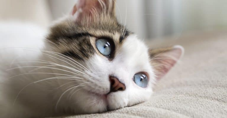 Did Your Cat Make the List? The Most Popular Cat Names of 2019