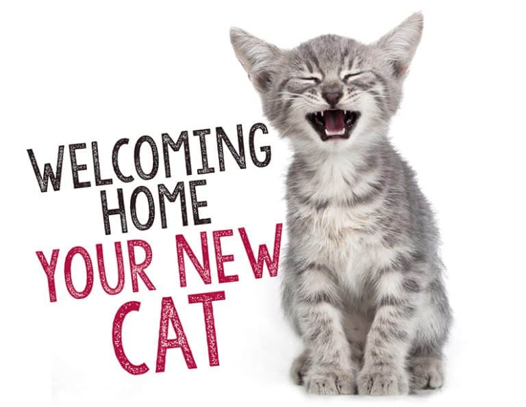 Welcoming Home Your New Cat