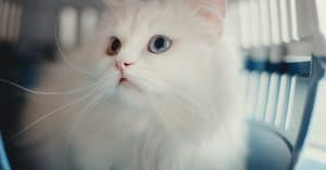 5 Types of Cat Carriers: Finding the Right Fit