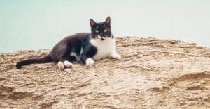 6 Things From The Sea Your Cat Will Love