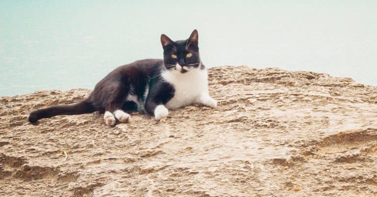 6 Things From The Sea Your Cat Will Love