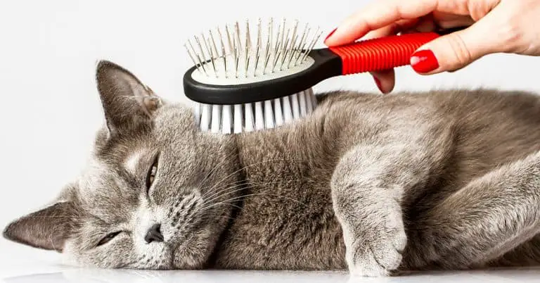 The 3 Grooming Supplies Every Cat Parent Needs
