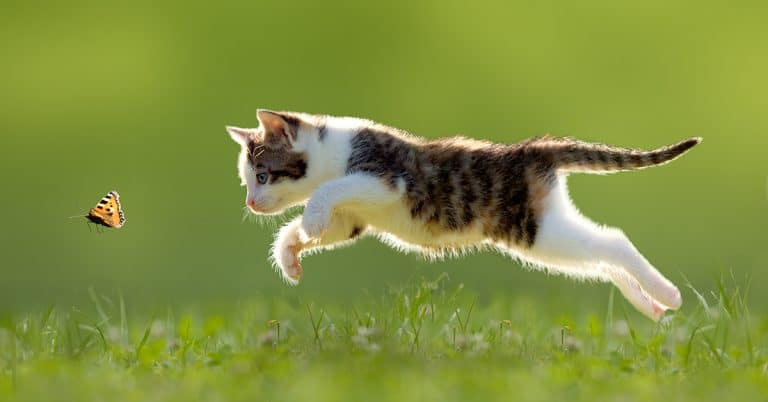 5 Ways To Safely Take Your Indoor Cat Outside