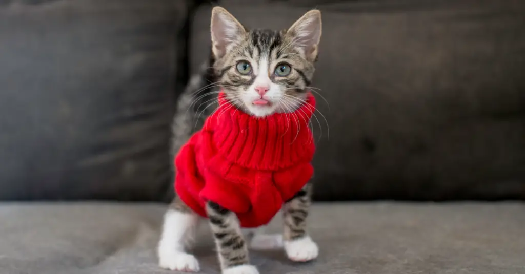 dressing gown for cats