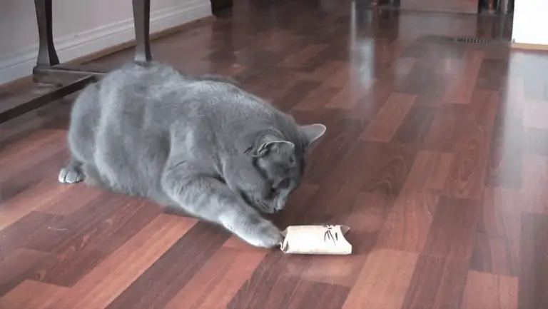 VIDEO: Make A Treat-Dispensing Cat Toy Out of Empty Toilet Paper Rolls