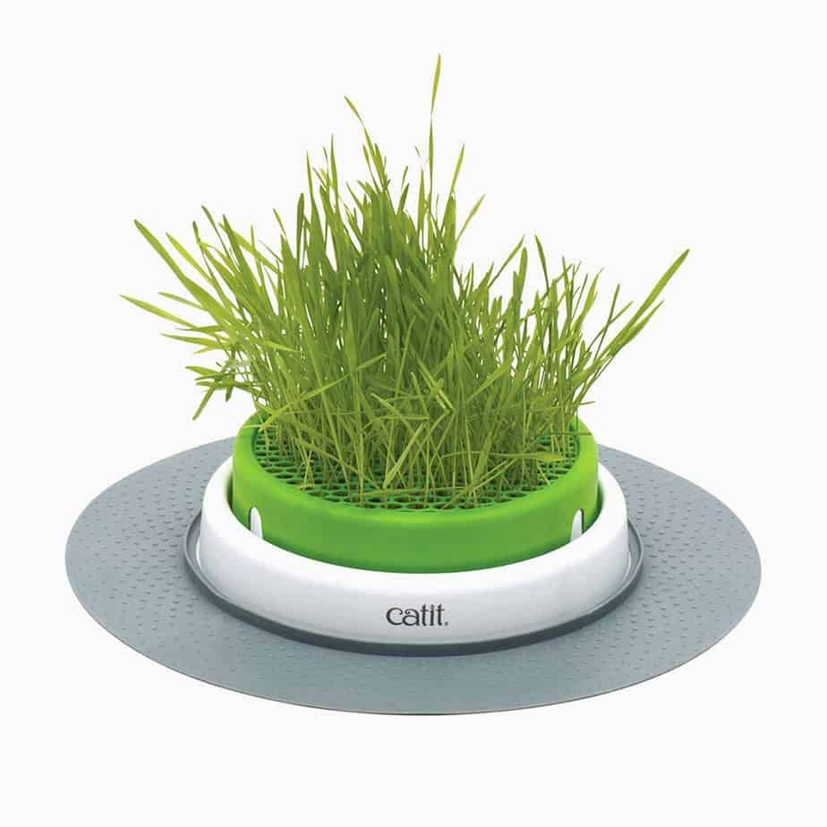 catit-grass