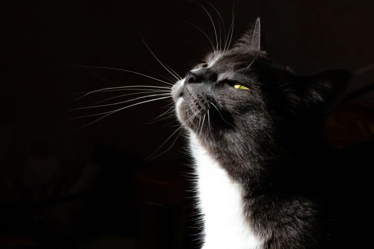 How To Keep Cat’s Litter Box from Smelling Up The House