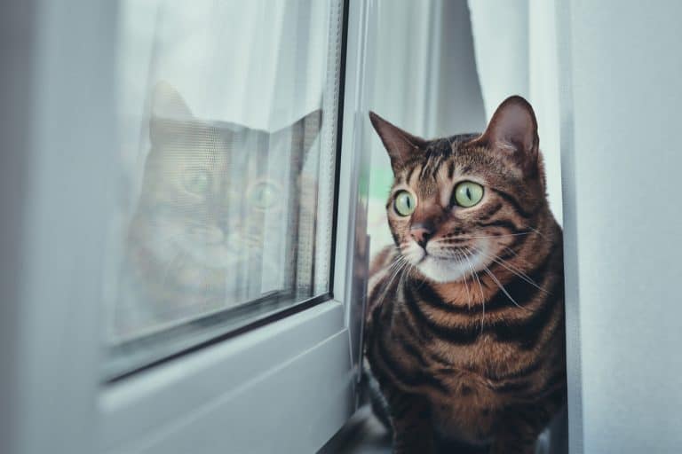 6 Ways to Create a More Cat-Friendly Apartment in the Big City