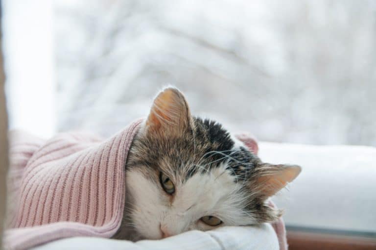 Can My Cat Get Coronavirus?