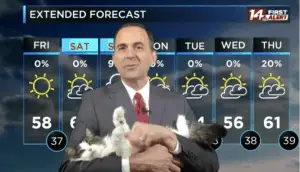 Weatherman’s Cat Bombs His At-Home Forecast — And Becomes A Viral Sensation