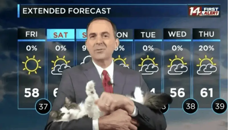 feline weathercat