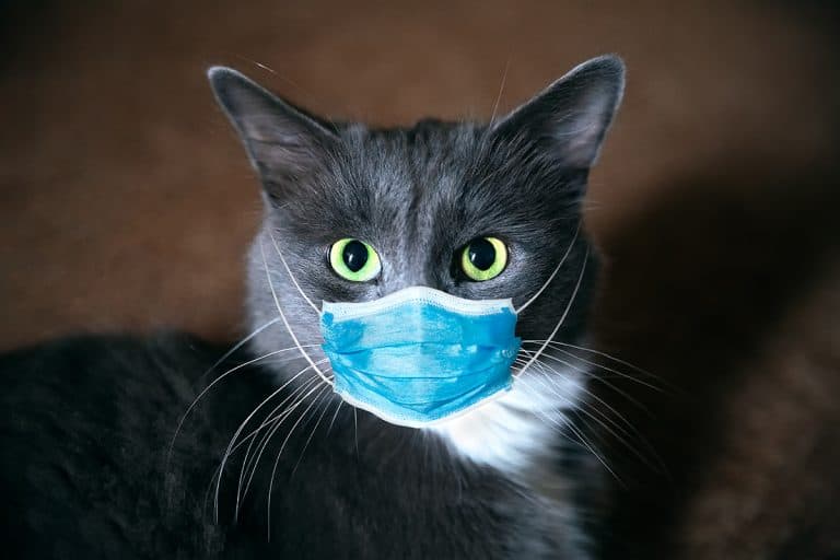 Now They’re Saying Cats CAN Get COVID-19 — Here’s Why You Shouldn’t Worry