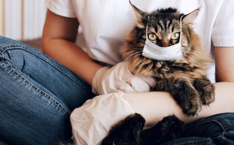 CDC Announces New Guidelines For Pets After Two NYC Cats Test Positive For COVID-19