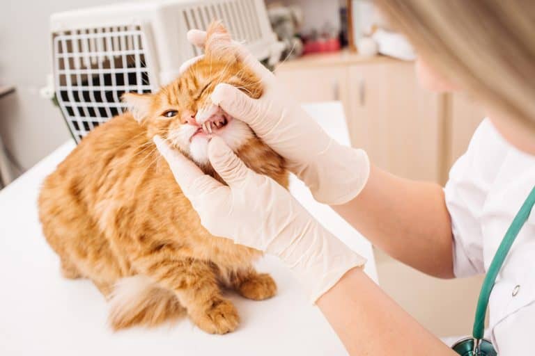 Your Complete Guide to Bad Breath in Cats