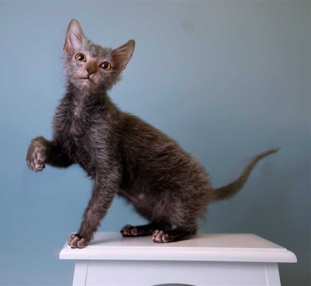 lykoi