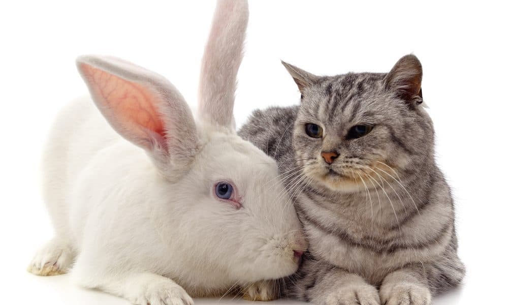 Can a Cat and a Rabbit Live Together? Bonding Tips! The Catington Post