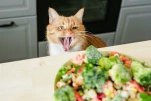 Is A Plant-Based Diet Better For Your Pet’s Health?
