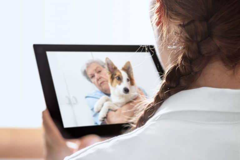 24/7 Virtual Vet Chats Available for Free to All Pet Parents