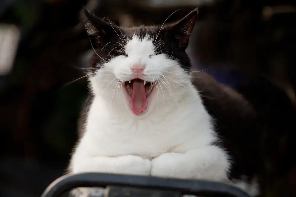 singing cat