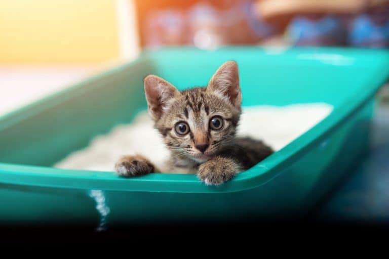 litter box