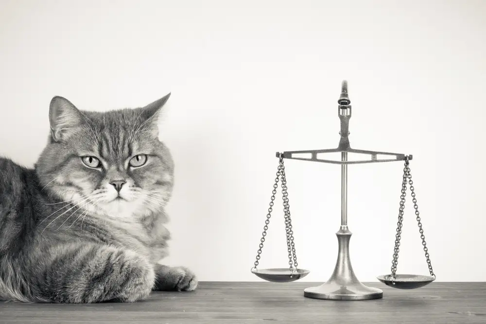 cat law