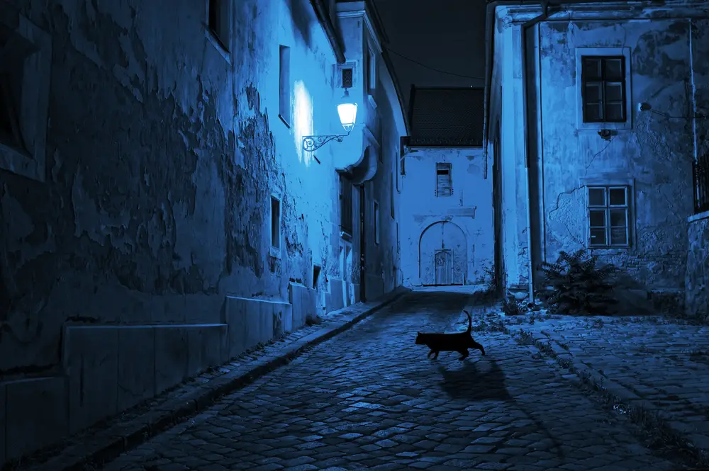 cat in dark