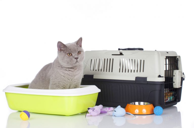 Basic Supplies Every New Kitten Owner Needs