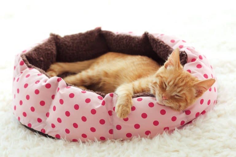 cat bed