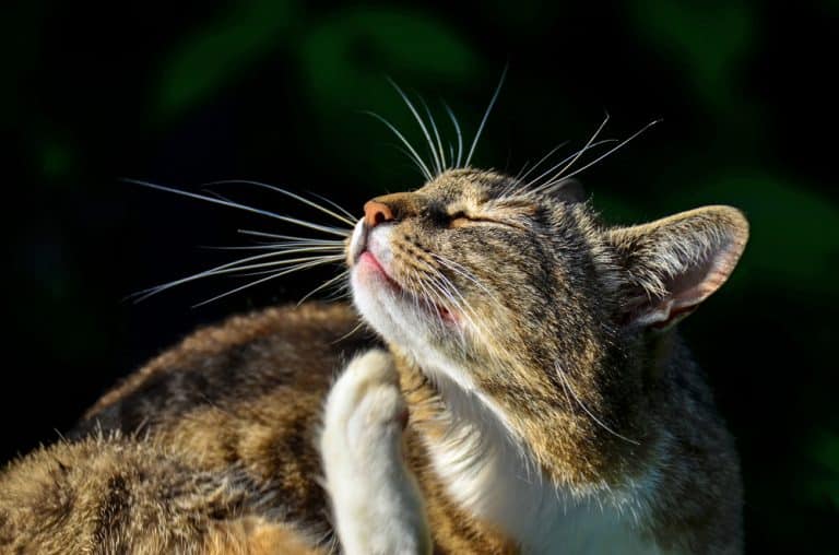 What’s So Bad About Fleas?