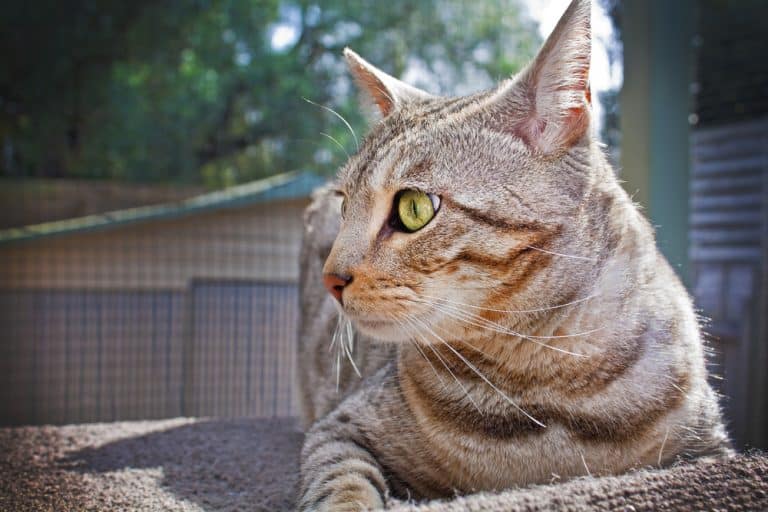 catio
