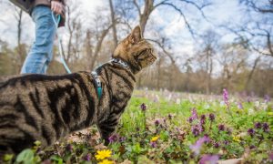 train your cat to walk on a leash